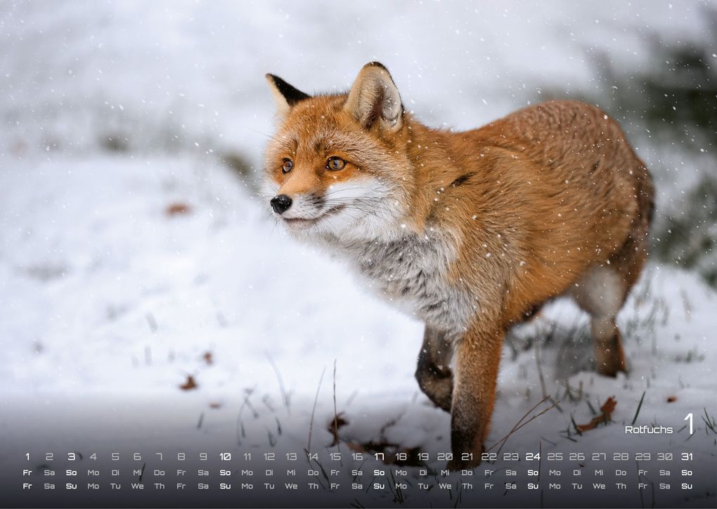 Weitere Ansicht: Waldtiere - Heimische Waldbewohner - Der Tierkalender - 2027 - Kalender DIN A3