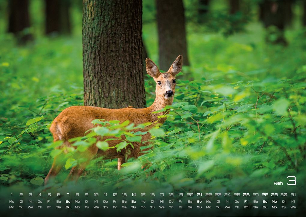 Weitere Ansicht: Waldtiere - Heimische Waldbewohner - Der Tierkalender - 2027 - Kalender DIN A3