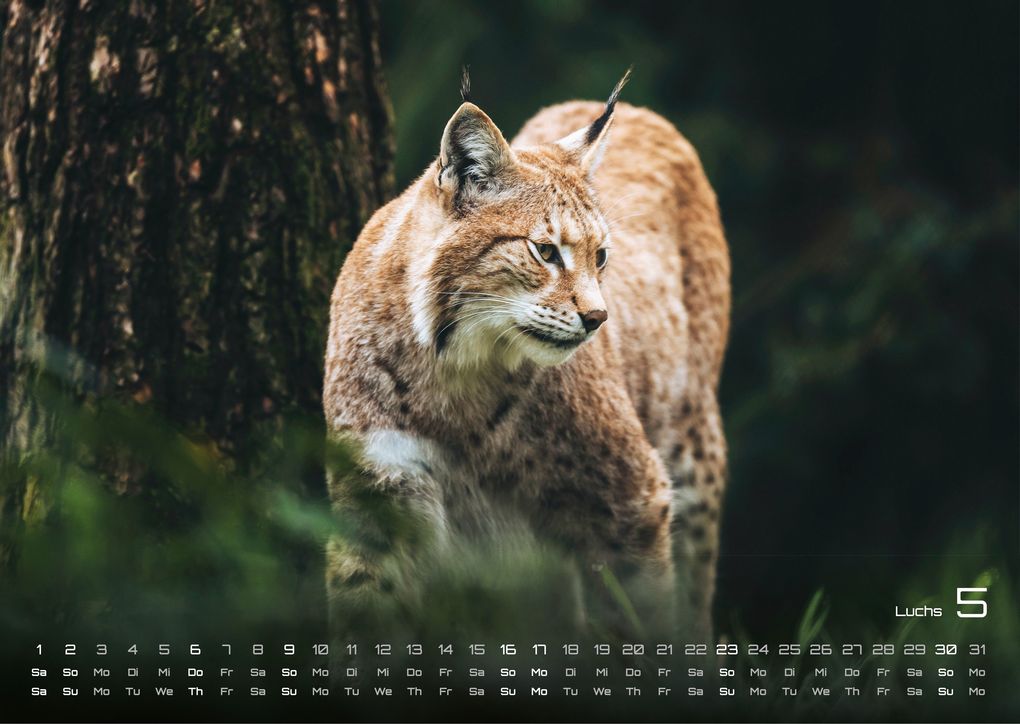 Weitere Ansicht: Waldtiere - Heimische Waldbewohner - Der Tierkalender - 2027 - Kalender DIN A3