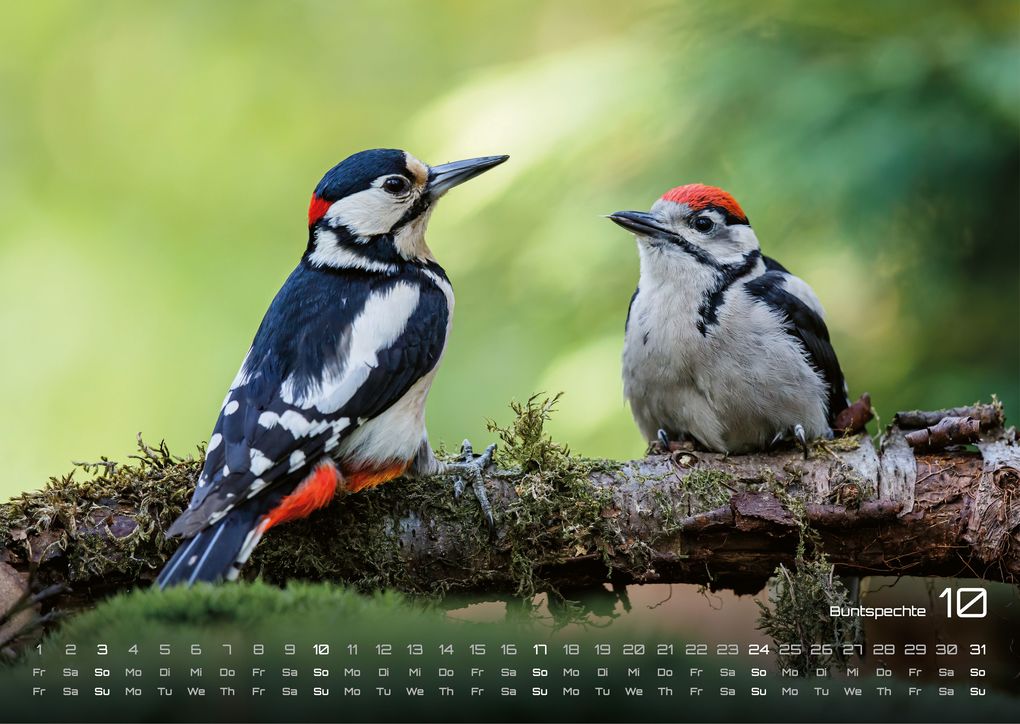 Weitere Ansicht: Waldtiere - Heimische Waldbewohner - Der Tierkalender - 2027 - Kalender DIN A3