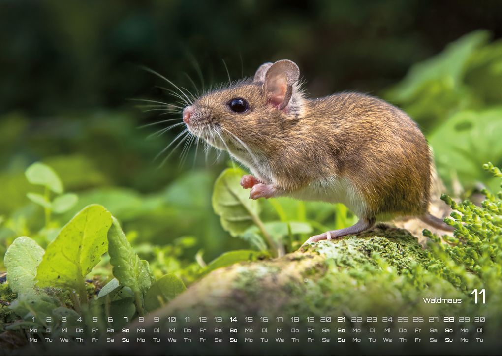 Weitere Ansicht: Waldtiere - Heimische Waldbewohner - Der Tierkalender - 2027 - Kalender DIN A3