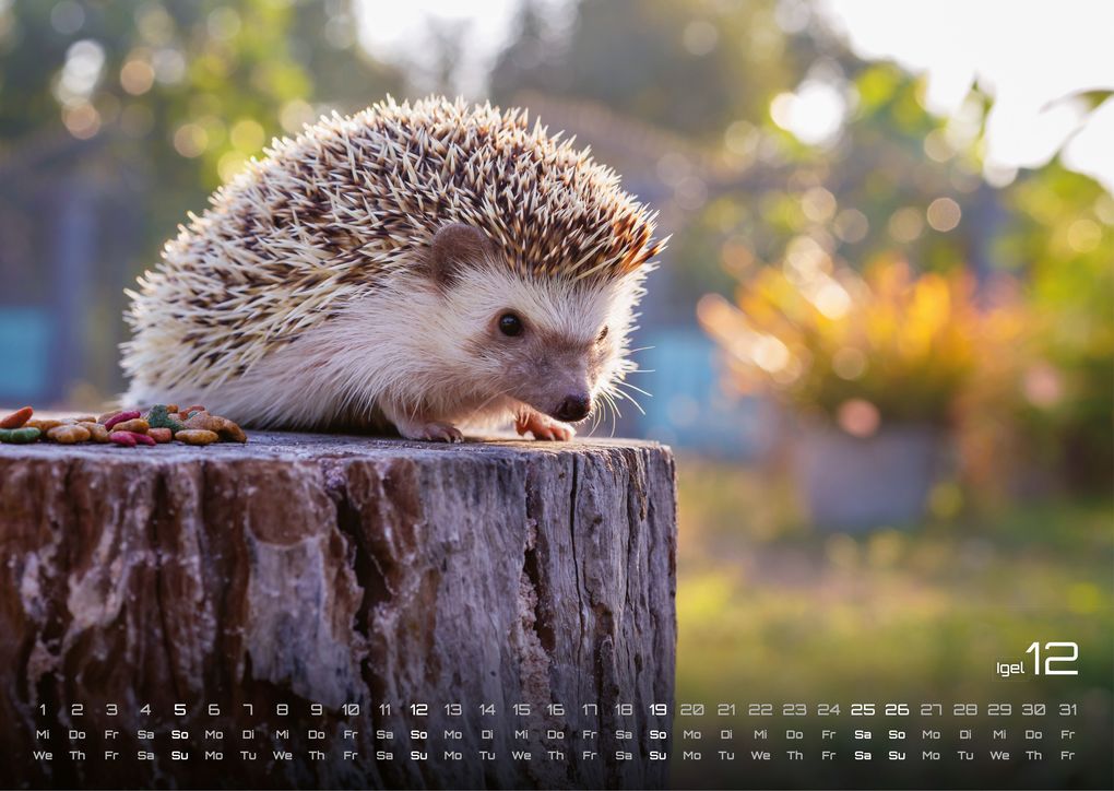 Weitere Ansicht: Waldtiere - Heimische Waldbewohner - Der Tierkalender - 2027 - Kalender DIN A3