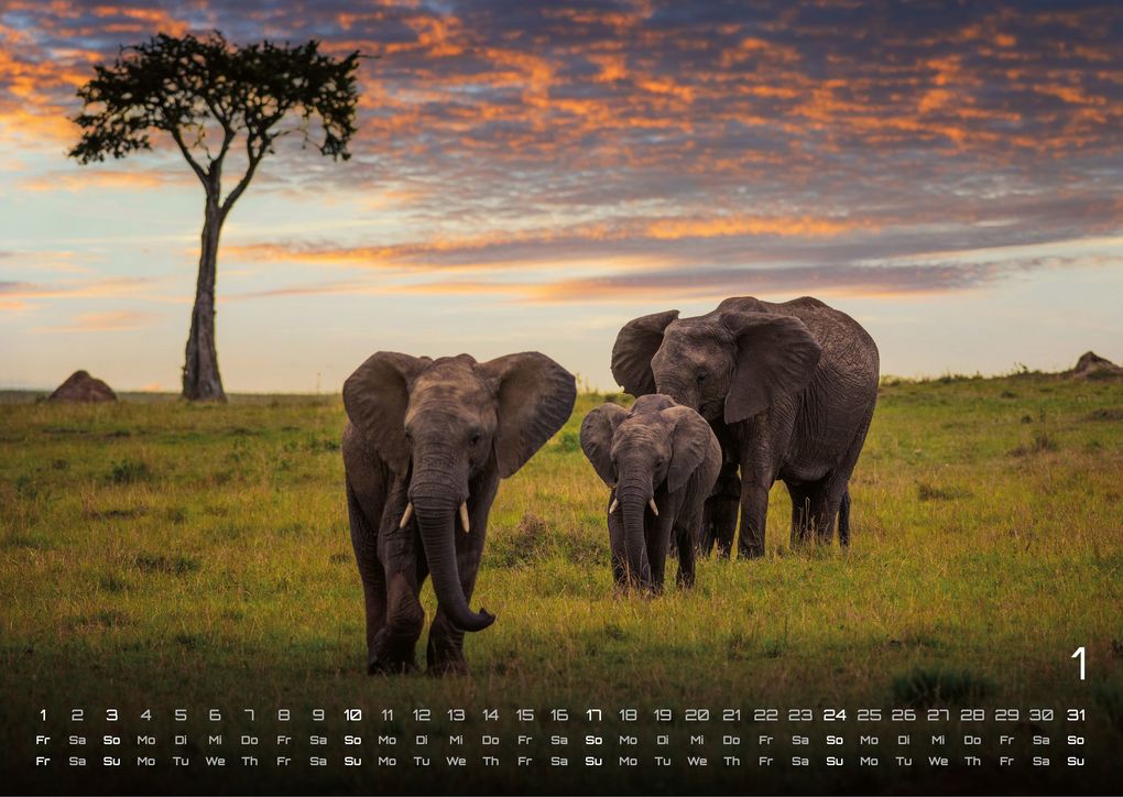 Weitere Ansicht: Afrikas Tierwelt - Der Tierkalender - 2027 - Kalender DIN A3
