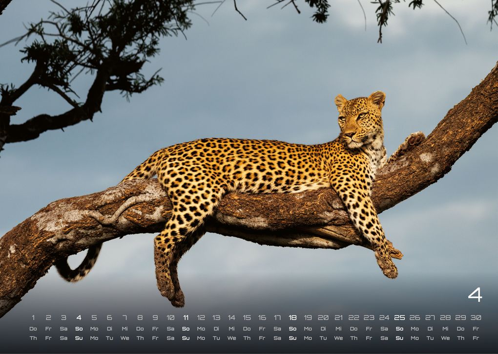 Weitere Ansicht: Afrikas Tierwelt - Der Tierkalender - 2027 - Kalender DIN A3