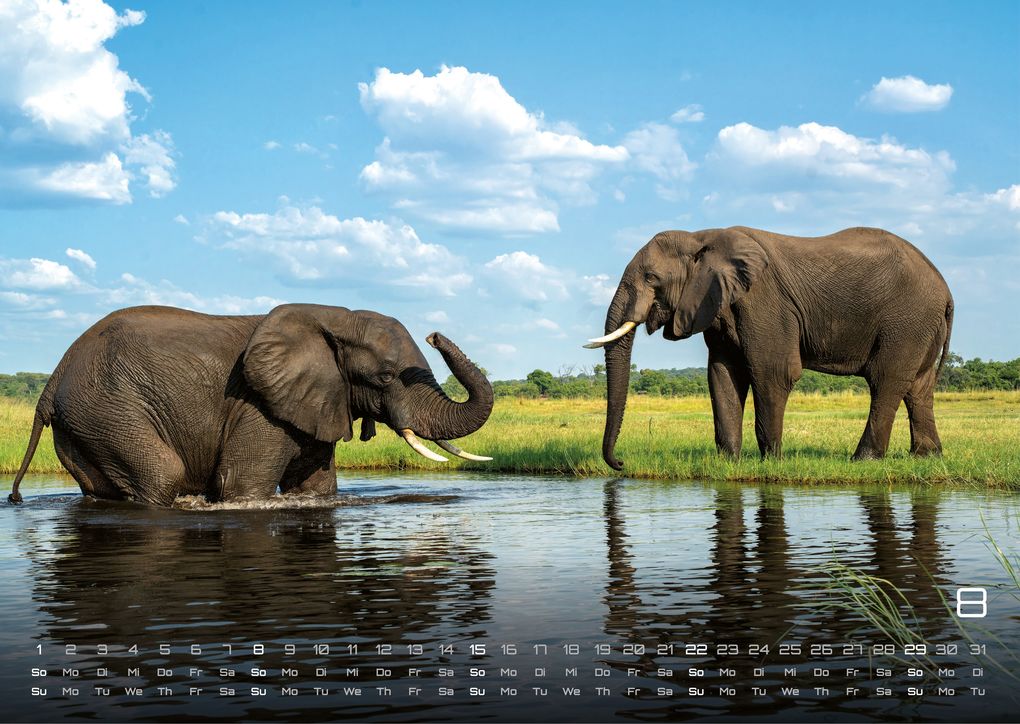 Weitere Ansicht: Afrikas Tierwelt - Der Tierkalender - 2027 - Kalender DIN A3