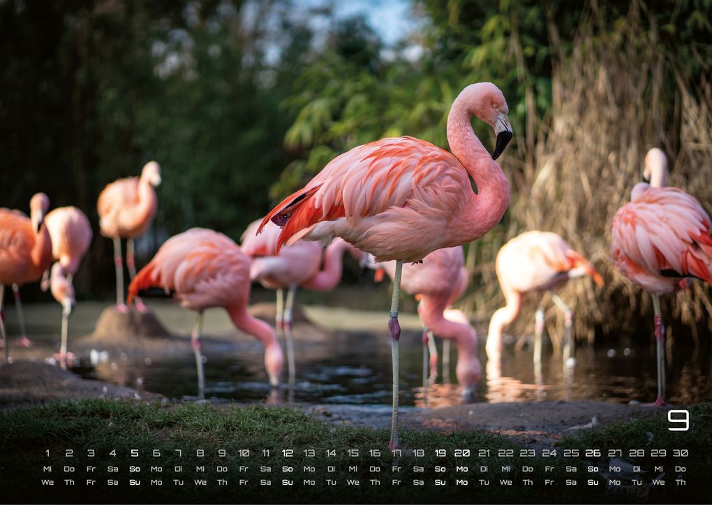 Weitere Ansicht: Afrikas Tierwelt - Der Tierkalender - 2027 - Kalender DIN A3