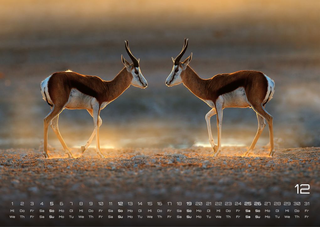 Weitere Ansicht: Afrikas Tierwelt - Der Tierkalender - 2027 - Kalender DIN A3