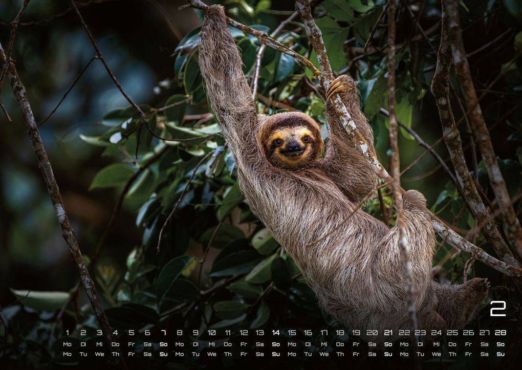 Weitere Ansicht: Faultiere - Chill mal! - 2027 - Kalender DIN A2