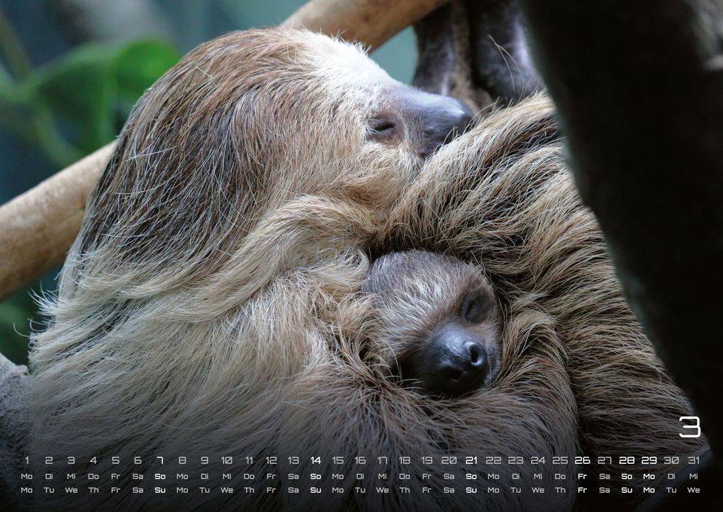 Weitere Ansicht: Faultiere - Chill mal! - 2027 - Kalender DIN A2