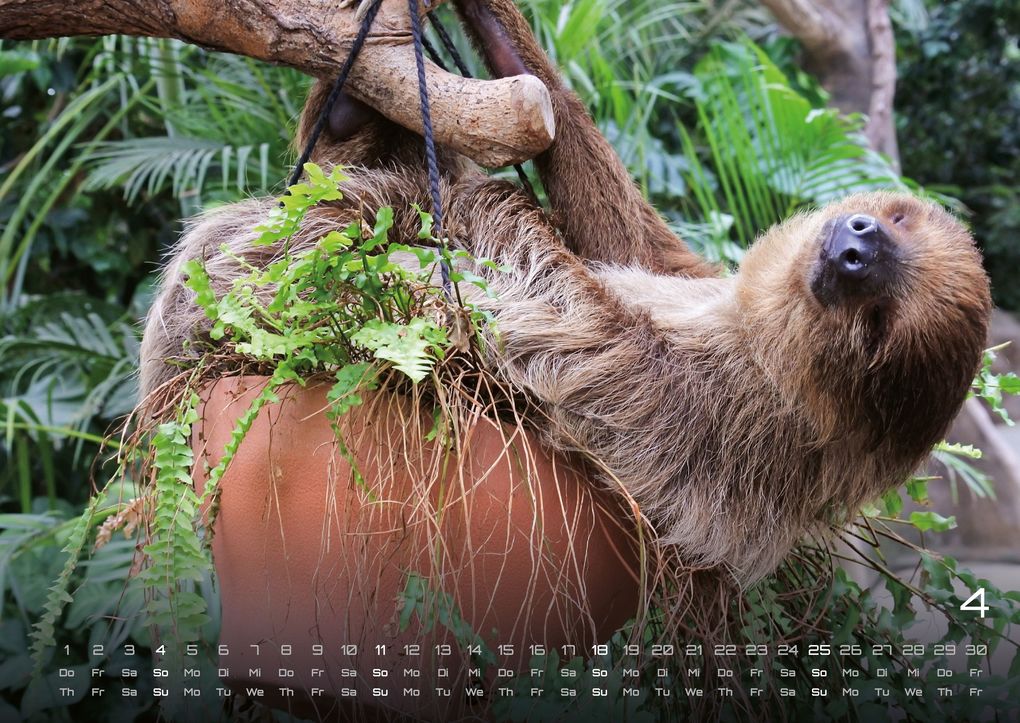 Weitere Ansicht: Faultiere - Chill mal! - 2027 - Kalender DIN A2