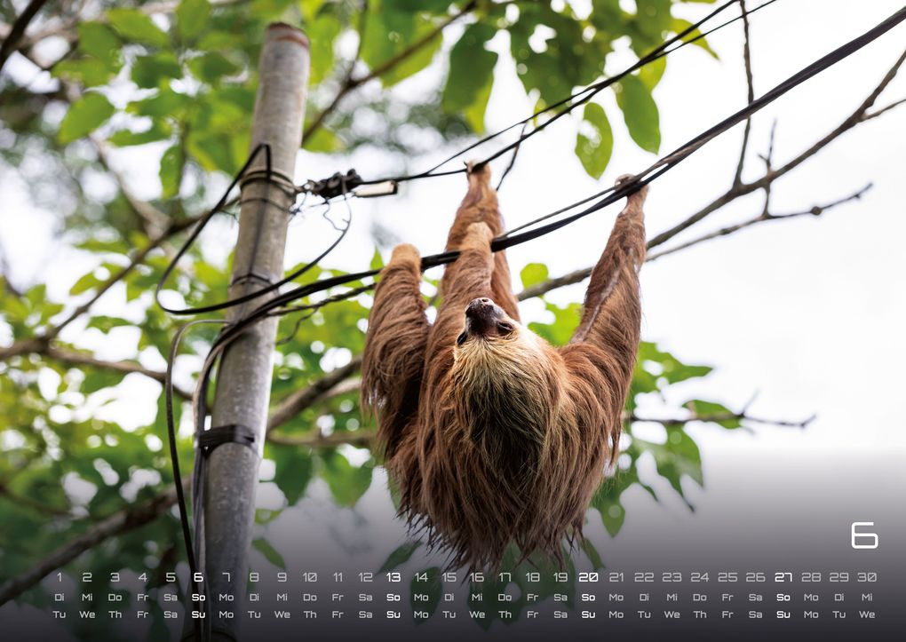 Weitere Ansicht: Faultiere - Chill mal! - 2027 - Kalender DIN A2