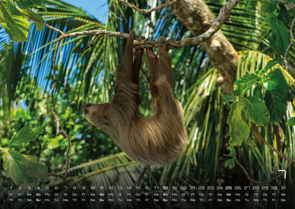 Weitere Ansicht: Faultiere - Chill mal! - 2027 - Kalender DIN A2