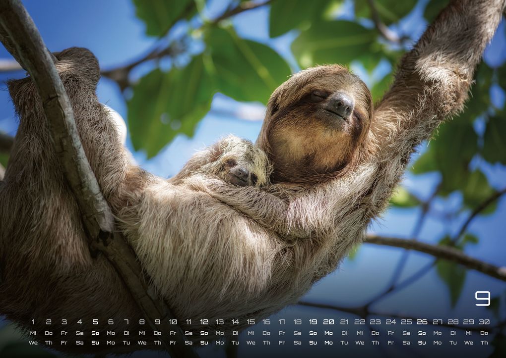 Weitere Ansicht: Faultiere - Chill mal! - 2027 - Kalender DIN A2