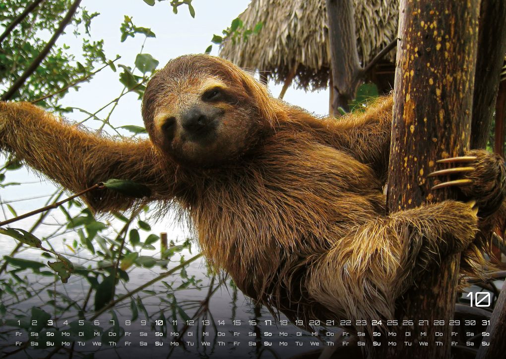 Weitere Ansicht: Faultiere - Chill mal! - 2027 - Kalender DIN A2