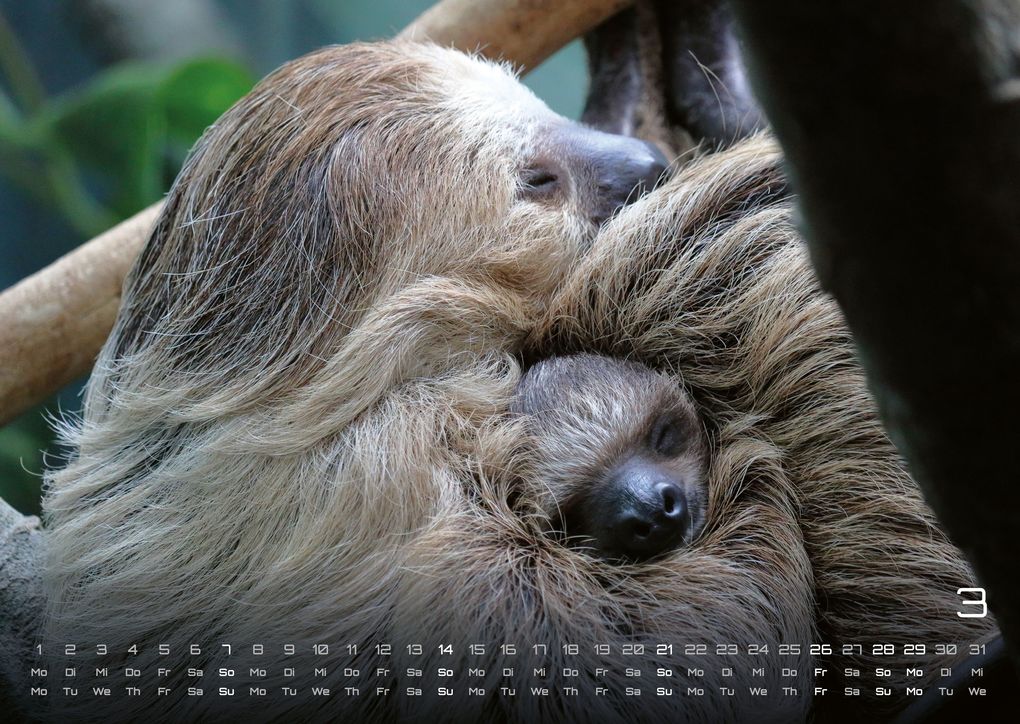 Weitere Ansicht: Faultiere - Chill mal! - 2027 - Kalender DIN A3