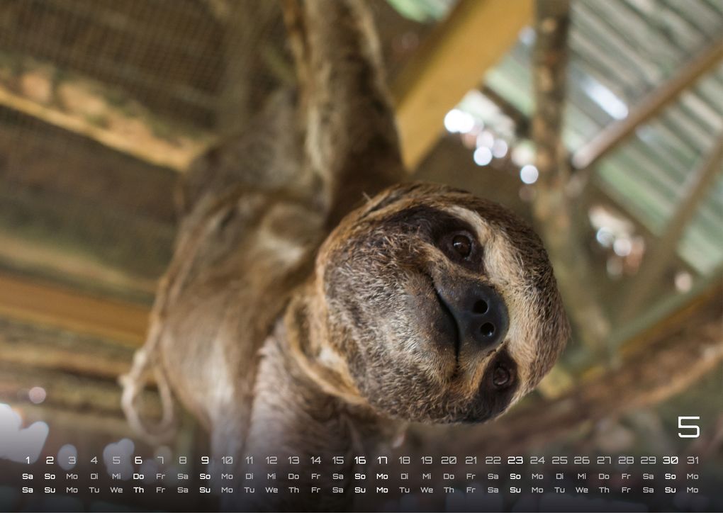 Weitere Ansicht: Faultiere - Chill mal! - 2027 - Kalender DIN A3