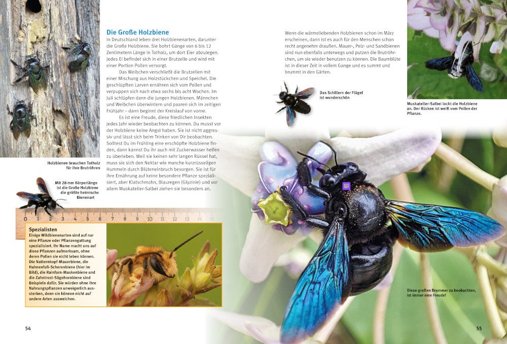 Weitere Ansicht: Entdecke Hummeln und andere Wildbienen | Inge Vogler, Irmin Vogler