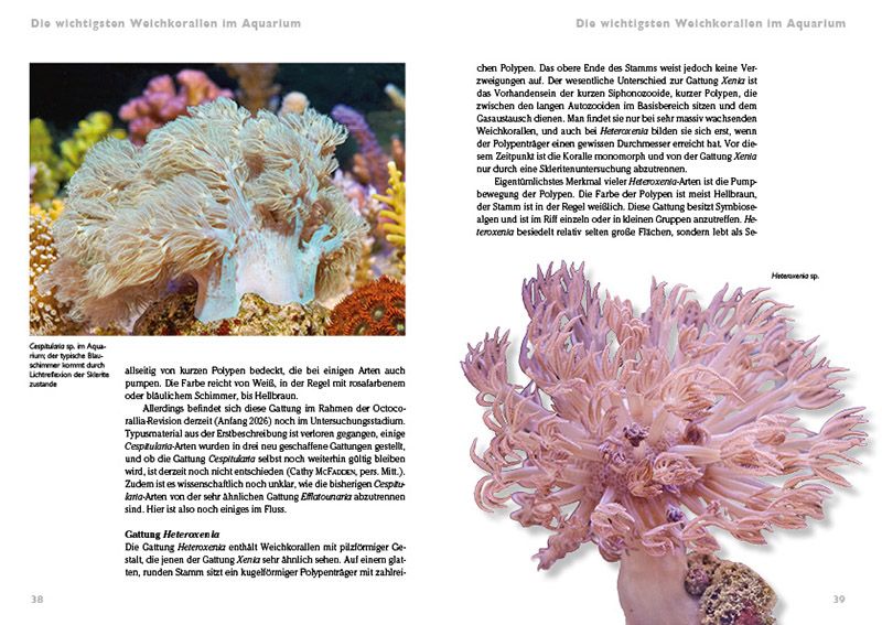 Weitere Ansicht: Weichkorallen im Meerwasseraquarium | Daniel Knop