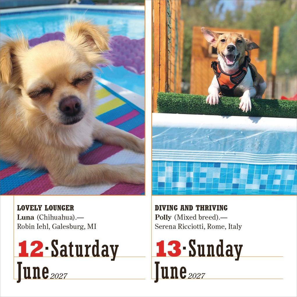 Weitere Ansicht: 365 Dogs Page-A-Day® Calendar 2027