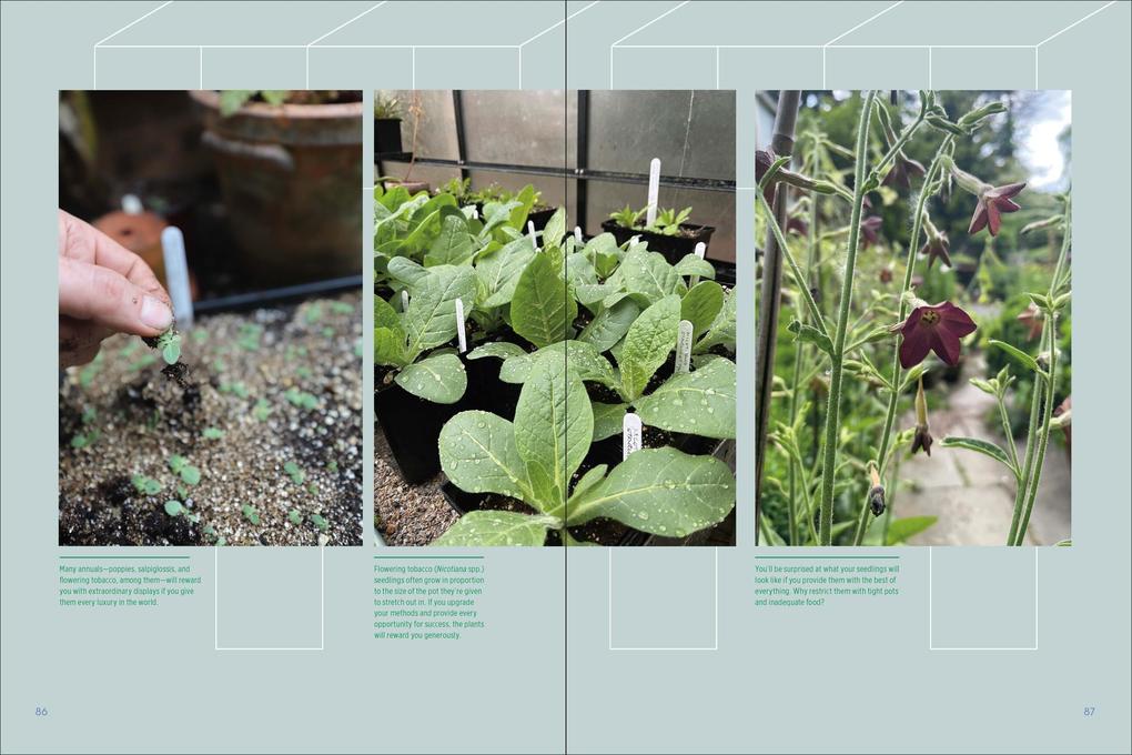 Weitere Ansicht: Greenhouse Dreamhouse | Matt Mattus