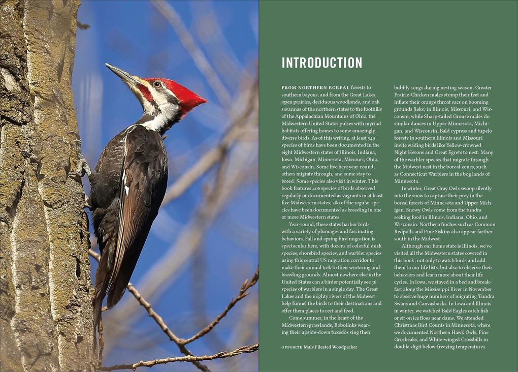 Weitere Ansicht: Birds of the Midwest | Sheryl Devore, Steven Bailey