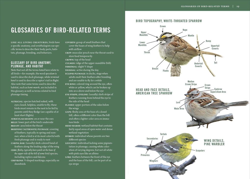 Weitere Ansicht: Birds of the Midwest | Sheryl Devore, Steven Bailey