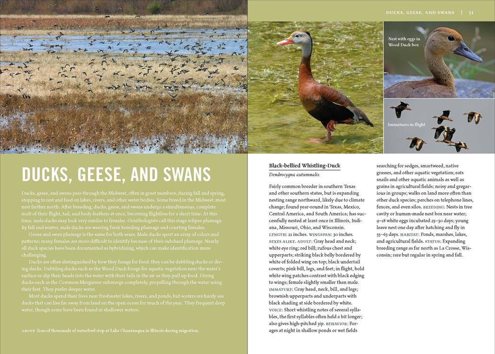 Weitere Ansicht: Birds of the Midwest | Sheryl Devore, Steven Bailey