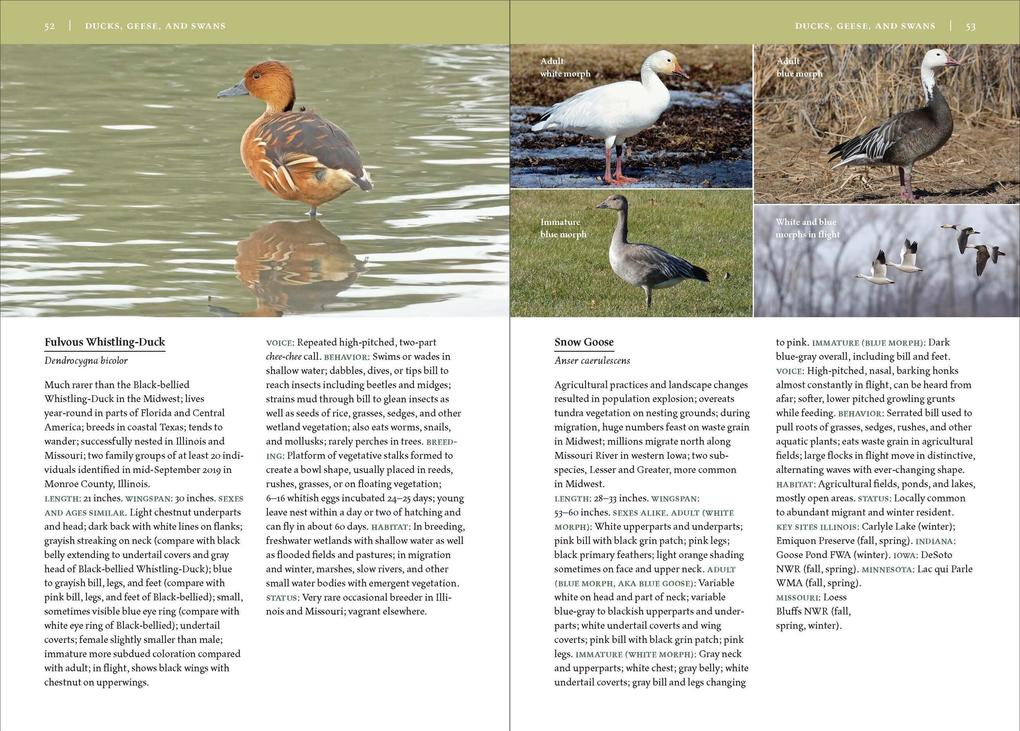 Weitere Ansicht: Birds of the Midwest | Sheryl Devore, Steven Bailey