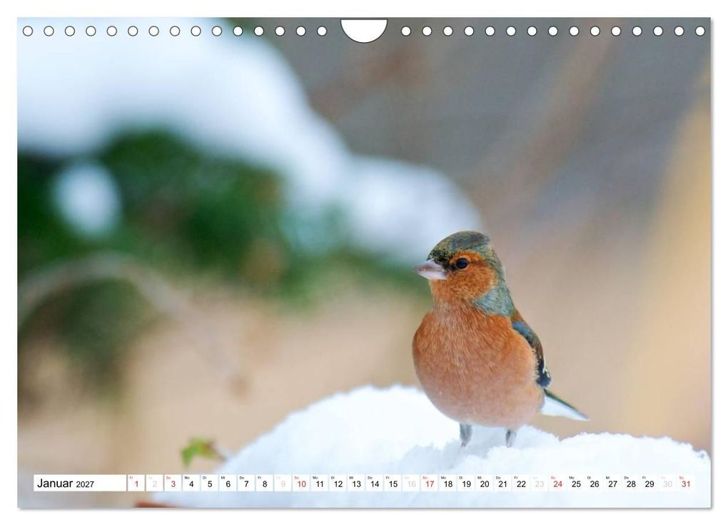 Weitere Ansicht: Heimische Vögel (Wandkalender 2027 DIN A4 quer), CALVENDO Monatskalender | Ralf Mooß, Calvendo