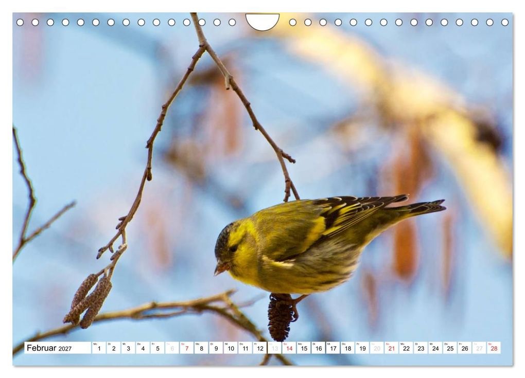 Weitere Ansicht: Heimische Vögel (Wandkalender 2027 DIN A4 quer), CALVENDO Monatskalender | Ralf Mooß, Calvendo