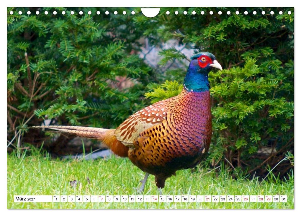 Weitere Ansicht: Heimische Vögel (Wandkalender 2027 DIN A4 quer), CALVENDO Monatskalender | Ralf Mooß, Calvendo
