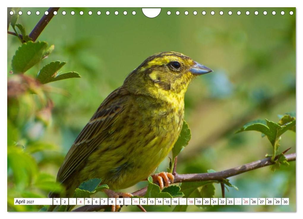 Weitere Ansicht: Heimische Vögel (Wandkalender 2027 DIN A4 quer), CALVENDO Monatskalender | Ralf Mooß, Calvendo