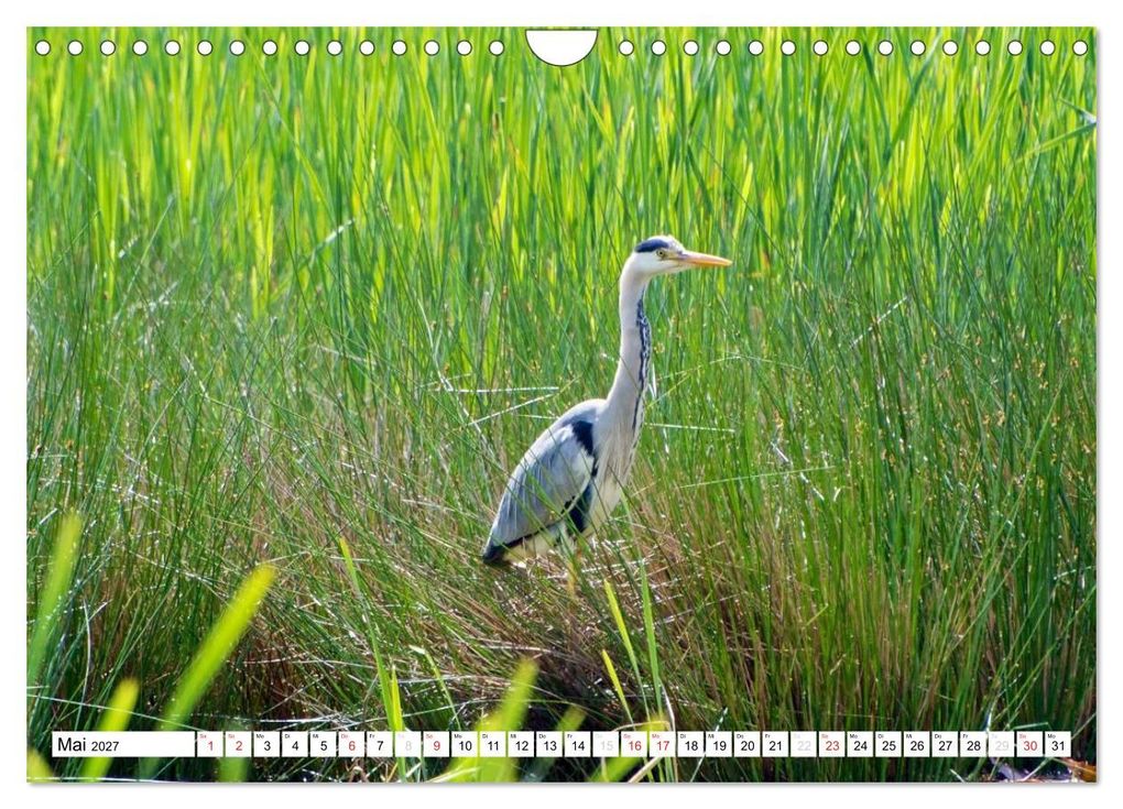 Weitere Ansicht: Heimische Vögel (Wandkalender 2027 DIN A4 quer), CALVENDO Monatskalender | Ralf Mooß, Calvendo
