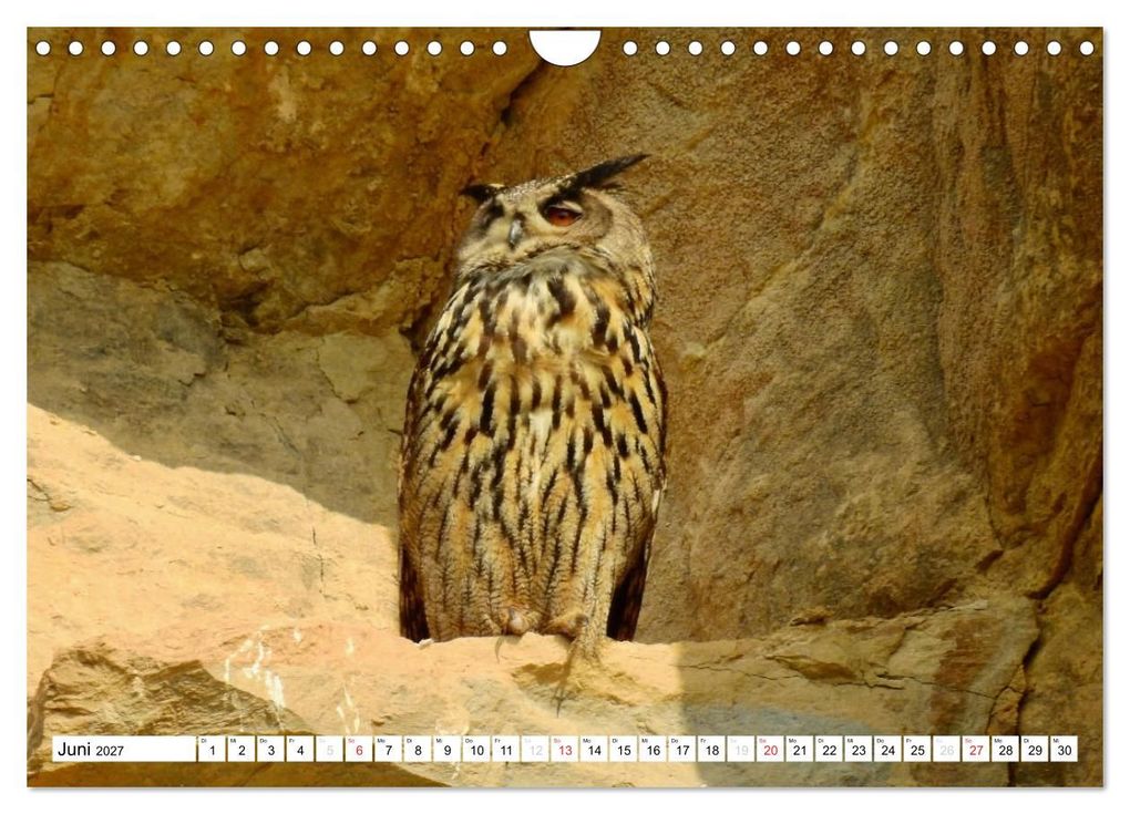 Weitere Ansicht: Heimische Vögel (Wandkalender 2027 DIN A4 quer), CALVENDO Monatskalender | Ralf Mooß, Calvendo