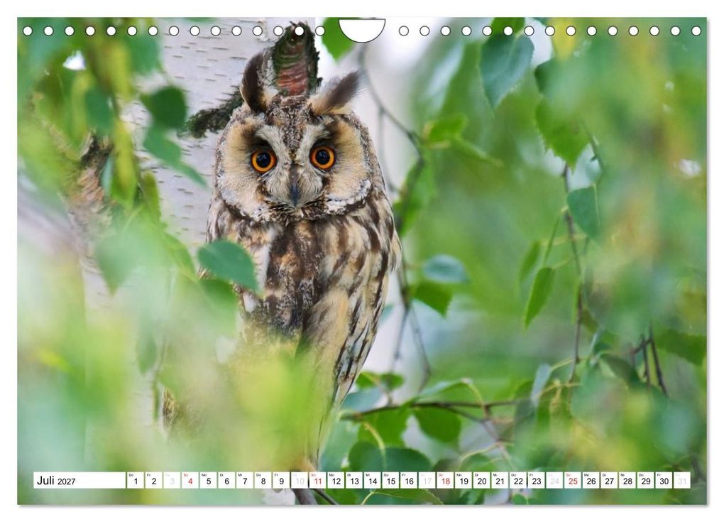 Weitere Ansicht: Heimische Vögel (Wandkalender 2027 DIN A4 quer), CALVENDO Monatskalender | Ralf Mooß, Calvendo