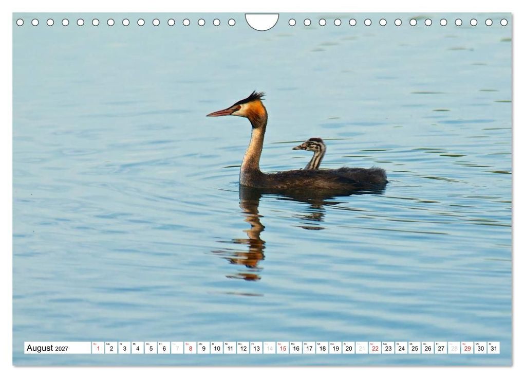 Weitere Ansicht: Heimische Vögel (Wandkalender 2027 DIN A4 quer), CALVENDO Monatskalender | Ralf Mooß, Calvendo