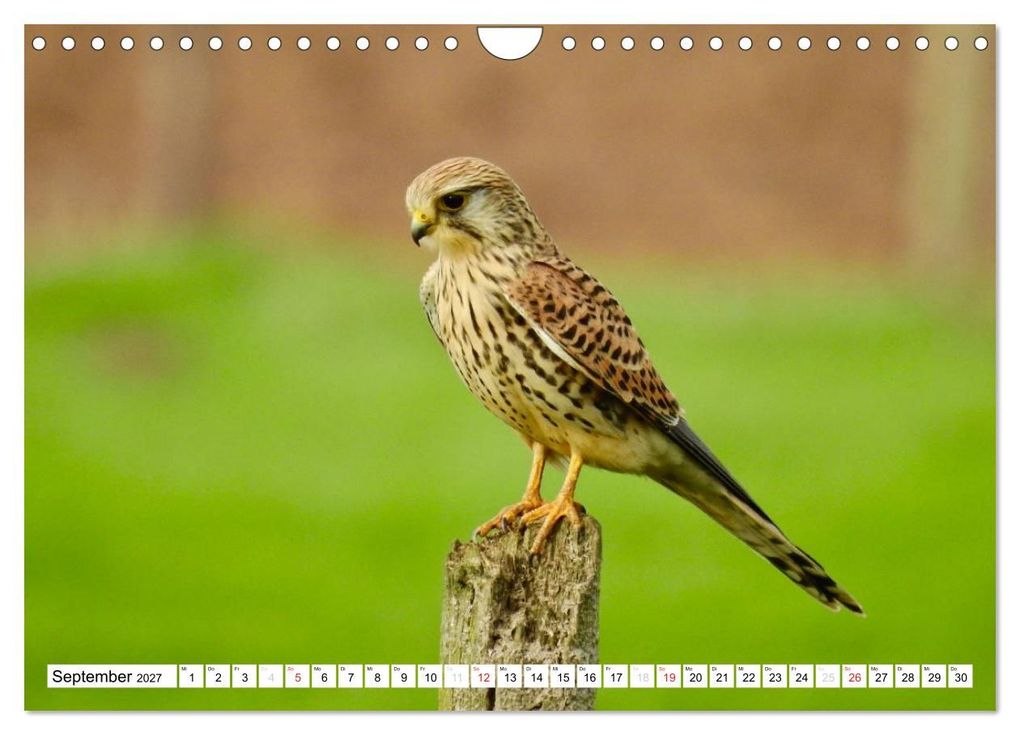 Weitere Ansicht: Heimische Vögel (Wandkalender 2027 DIN A4 quer), CALVENDO Monatskalender | Ralf Mooß, Calvendo