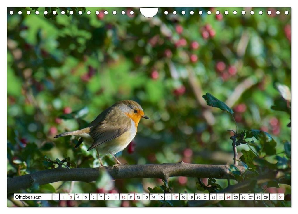 Weitere Ansicht: Heimische Vögel (Wandkalender 2027 DIN A4 quer), CALVENDO Monatskalender | Ralf Mooß, Calvendo
