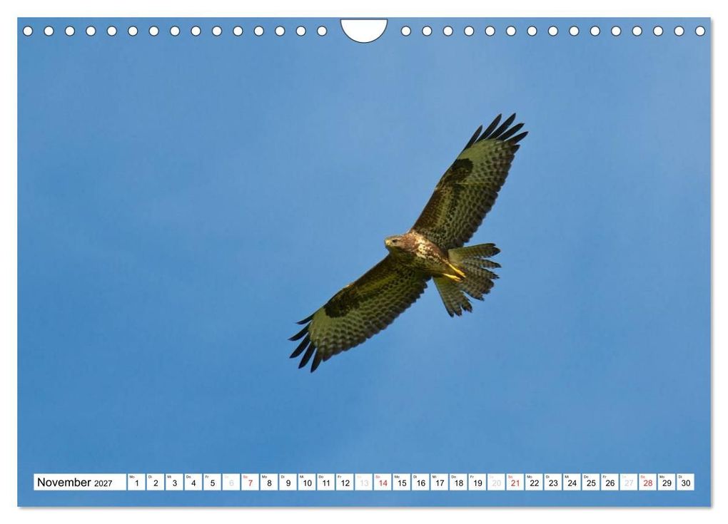 Weitere Ansicht: Heimische Vögel (Wandkalender 2027 DIN A4 quer), CALVENDO Monatskalender | Ralf Mooß, Calvendo