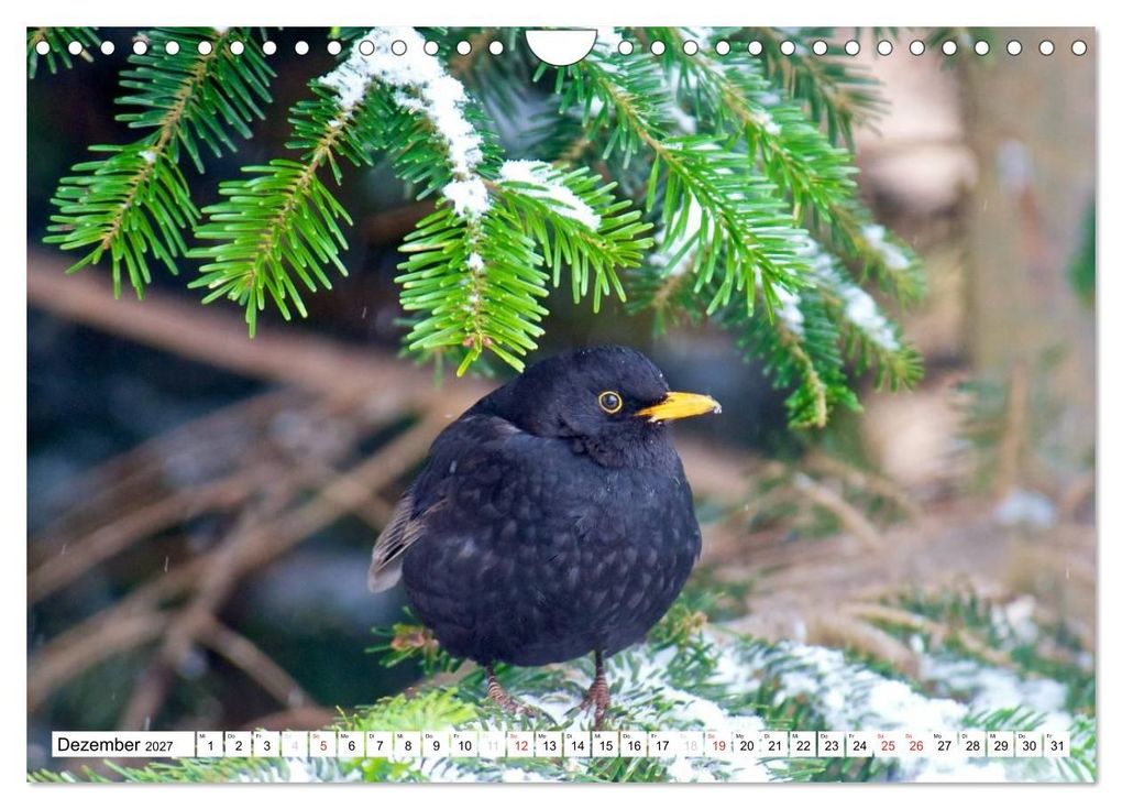 Weitere Ansicht: Heimische Vögel (Wandkalender 2027 DIN A4 quer), CALVENDO Monatskalender | Ralf Mooß, Calvendo