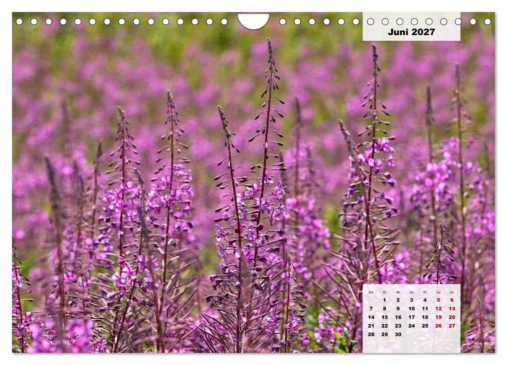 Weitere Ansicht: Rhöner Röschen - ein Sommermärchen in der Hochrhön (Wandkalender 2027 DIN A4 quer), CALVENDO Monatskalender | Hans Pfleger, Calvendo