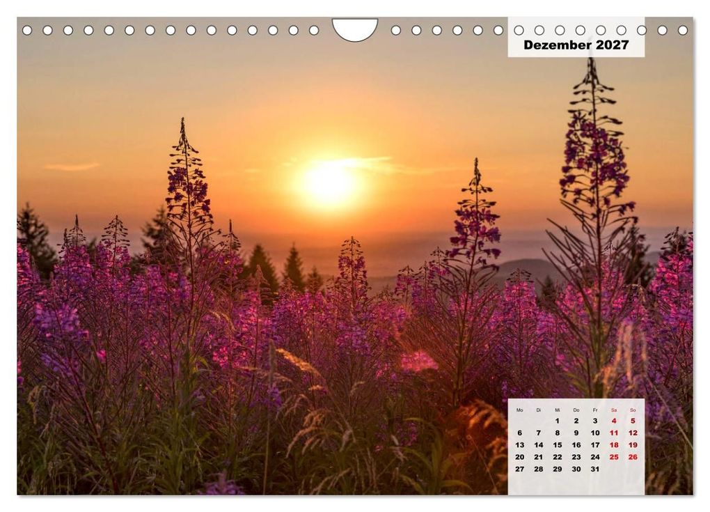 Weitere Ansicht: Rhöner Röschen - ein Sommermärchen in der Hochrhön (Wandkalender 2027 DIN A4 quer), CALVENDO Monatskalender | Hans Pfleger, Calvendo