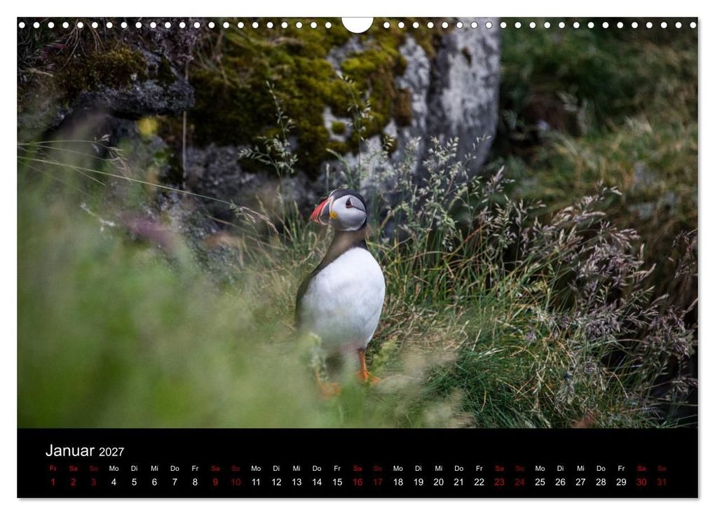 Weitere Ansicht: Puffins - Vögel des Nordens (Wandkalender 2027 DIN A3 quer), CALVENDO Monatskalender | Geertje Jacob, Calvendo