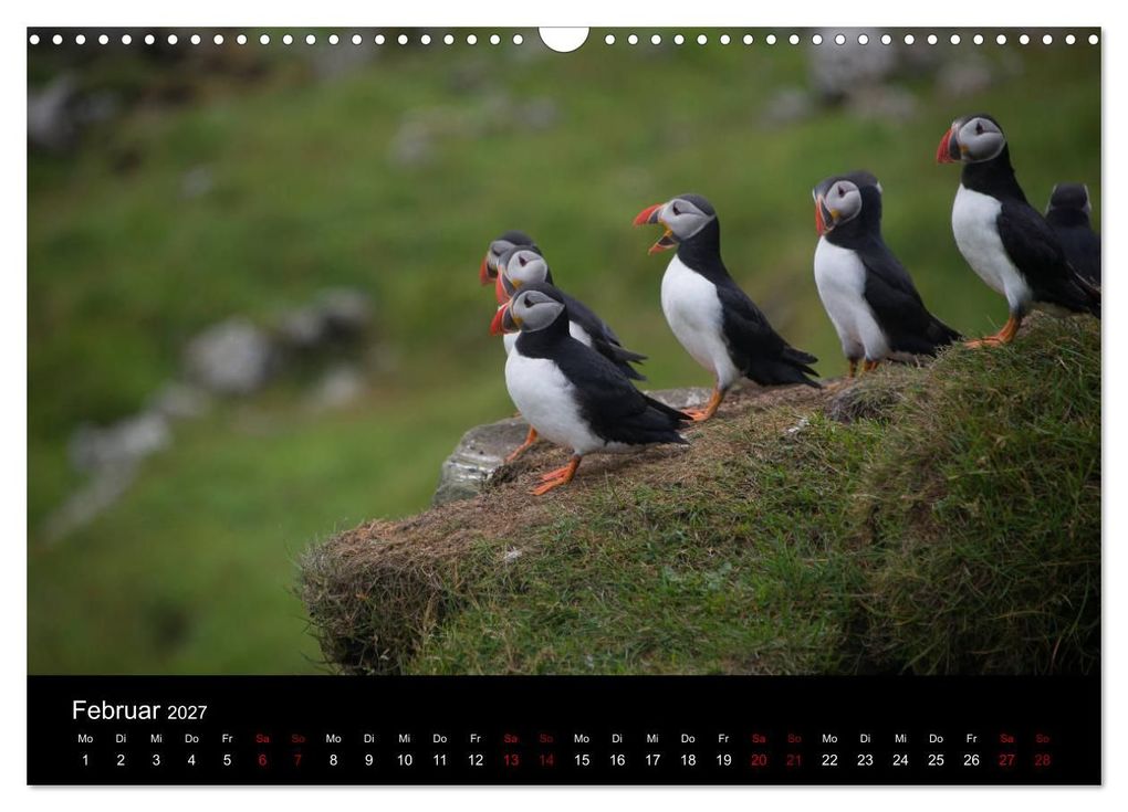 Weitere Ansicht: Puffins - Vögel des Nordens (Wandkalender 2027 DIN A3 quer), CALVENDO Monatskalender | Geertje Jacob, Calvendo