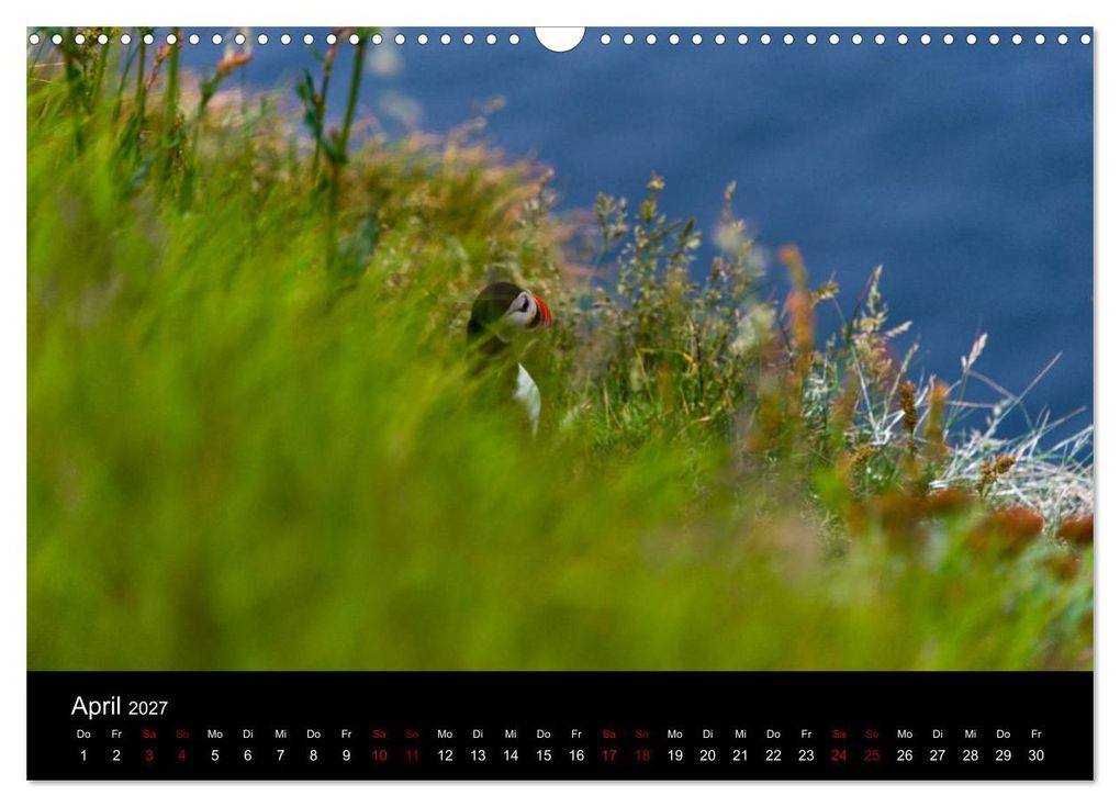 Weitere Ansicht: Puffins - Vögel des Nordens (Wandkalender 2027 DIN A3 quer), CALVENDO Monatskalender | Geertje Jacob, Calvendo