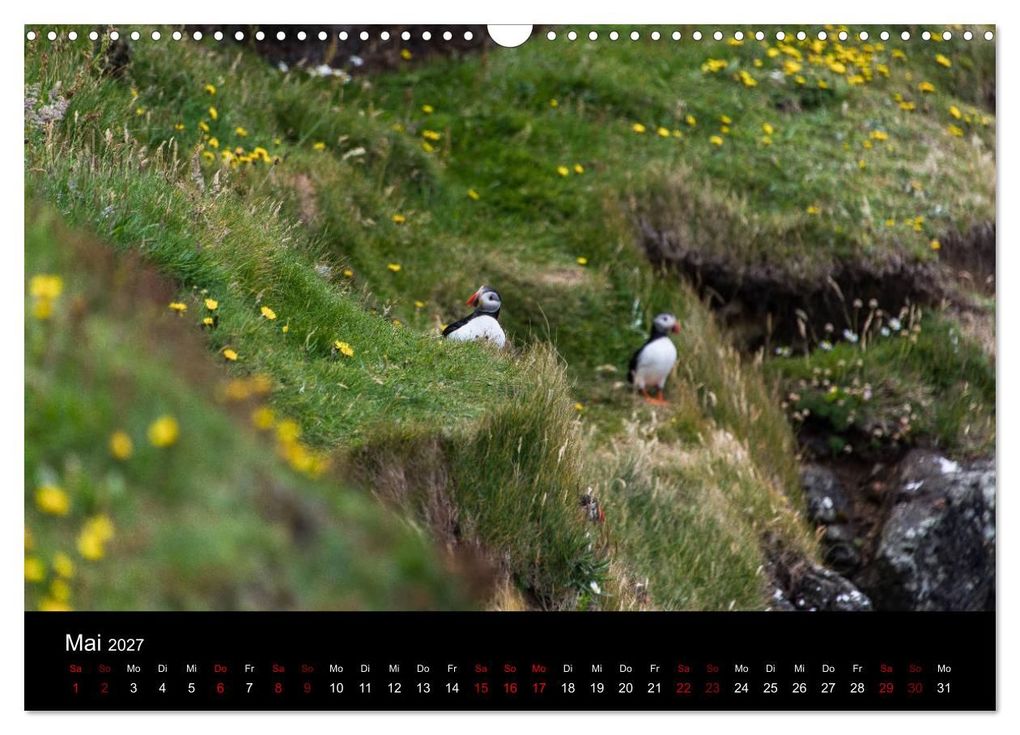 Weitere Ansicht: Puffins - Vögel des Nordens (Wandkalender 2027 DIN A3 quer), CALVENDO Monatskalender | Geertje Jacob, Calvendo