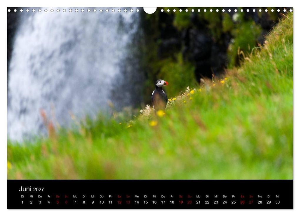 Weitere Ansicht: Puffins - Vögel des Nordens (Wandkalender 2027 DIN A3 quer), CALVENDO Monatskalender | Geertje Jacob, Calvendo