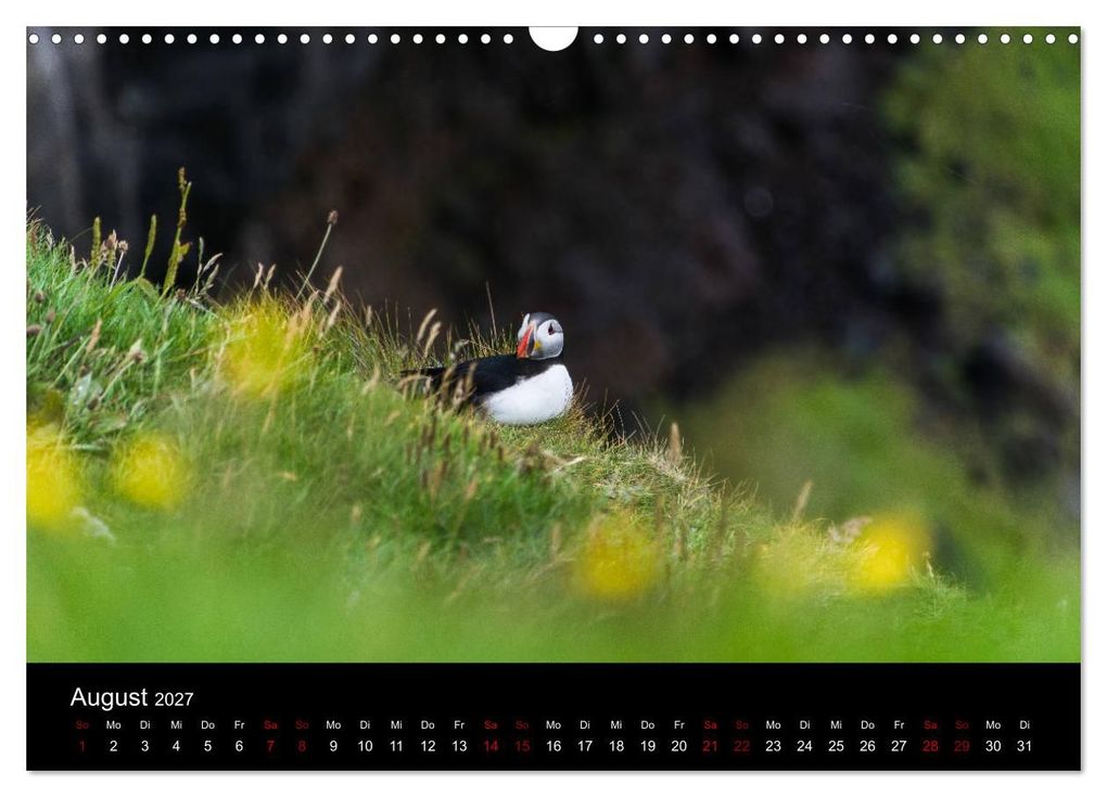 Weitere Ansicht: Puffins - Vögel des Nordens (Wandkalender 2027 DIN A3 quer), CALVENDO Monatskalender | Geertje Jacob, Calvendo