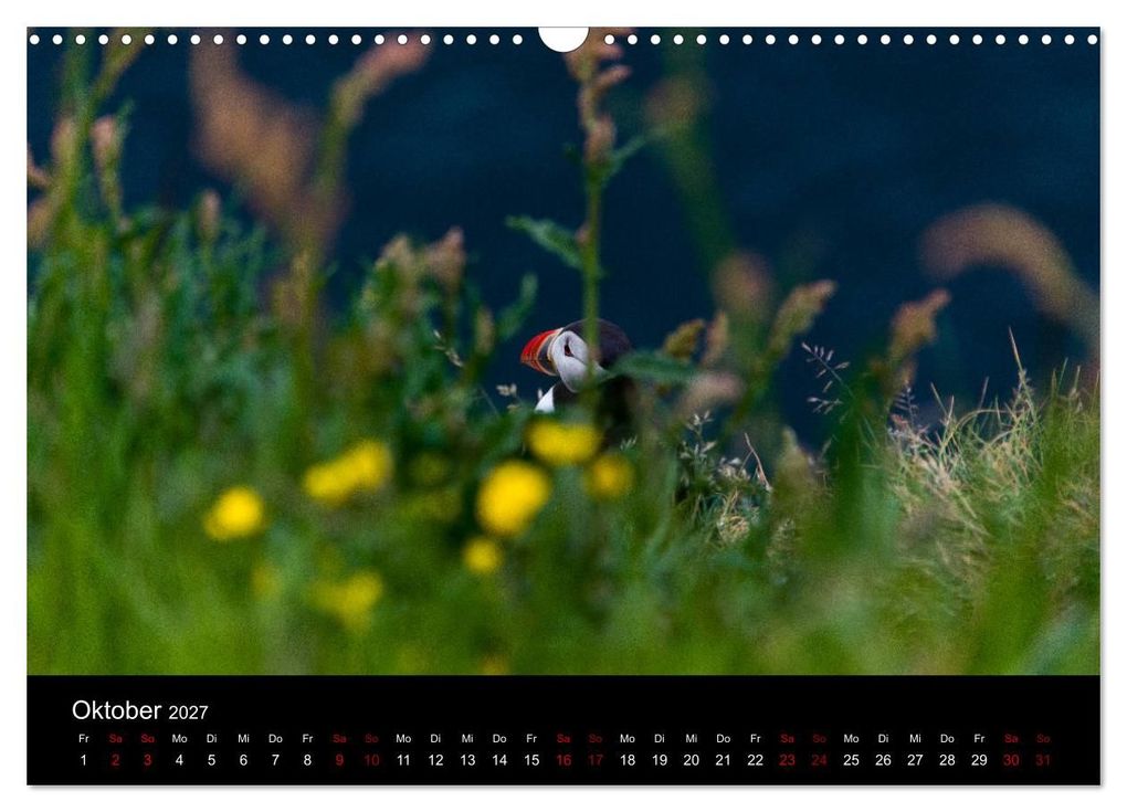 Weitere Ansicht: Puffins - Vögel des Nordens (Wandkalender 2027 DIN A3 quer), CALVENDO Monatskalender | Geertje Jacob, Calvendo