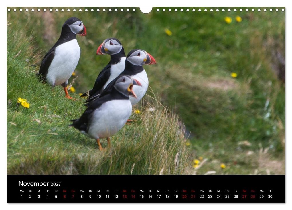 Weitere Ansicht: Puffins - Vögel des Nordens (Wandkalender 2027 DIN A3 quer), CALVENDO Monatskalender | Geertje Jacob, Calvendo